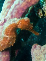 Long Snout Seahorse IMG 5975